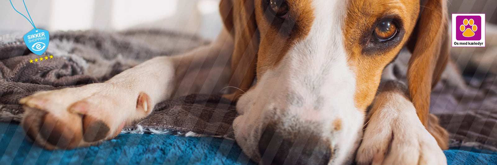 Allergi hos hunde – foder, godbidder & pleje samlet ét sted