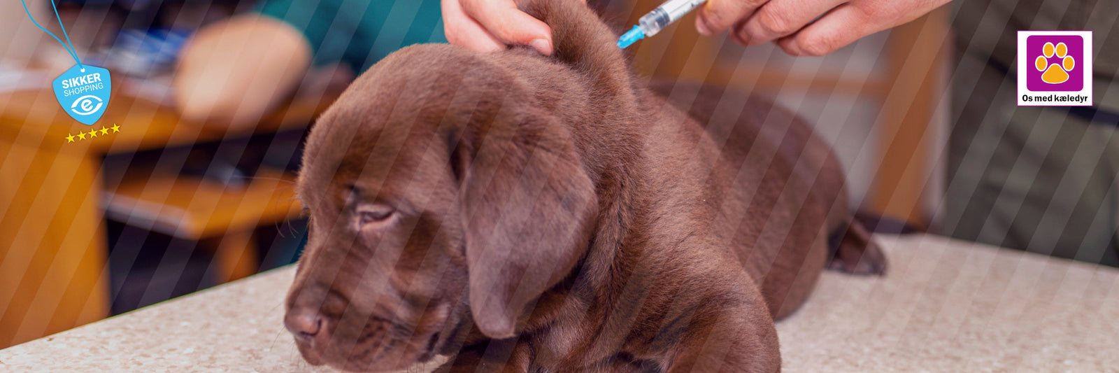 Hvornår skal min hvalp vaccineres – din guide til sikre vaccinationer i Danmark