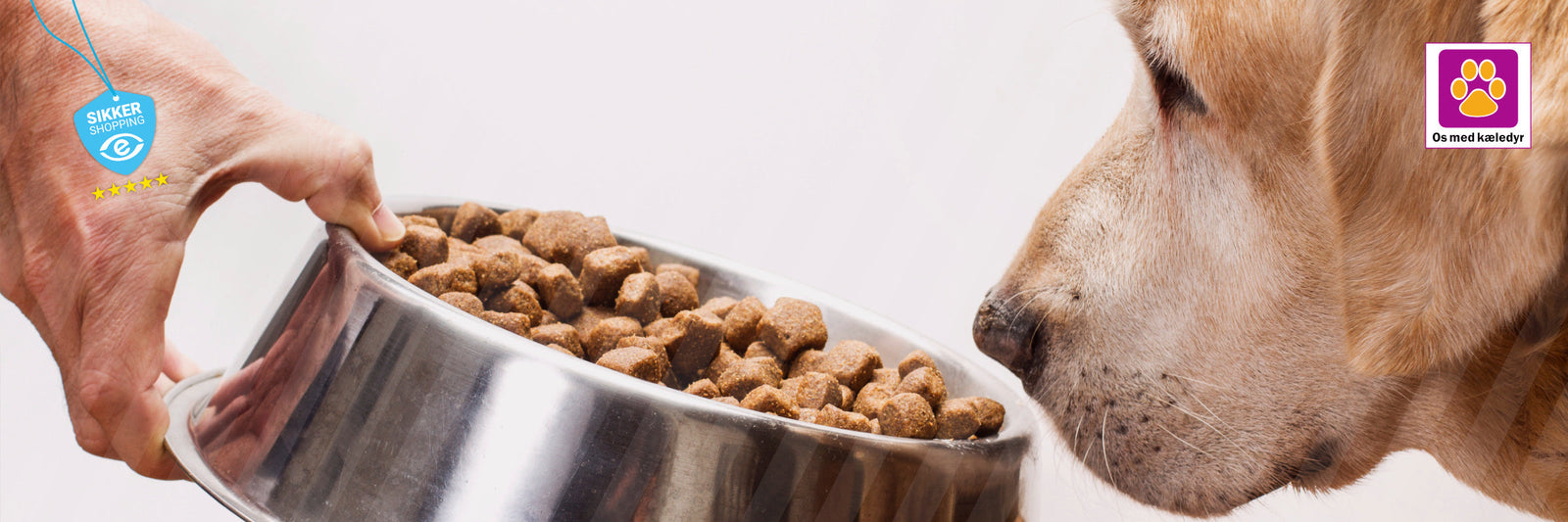 Min hund vil ikke spise – hvad stiller du op?