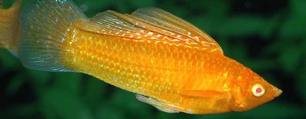 Pasningsvejledning for Sejfinne Molly - Poecilia velifera