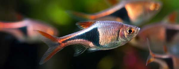 Pasningsvejledning for Rasbora Heteromorpha