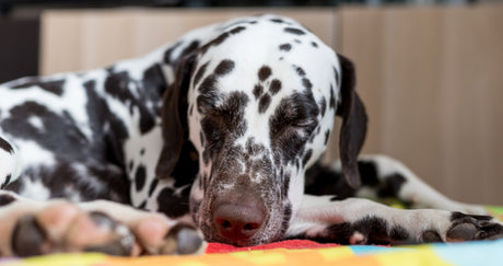 7 Råd til pleje af en Hund med demens