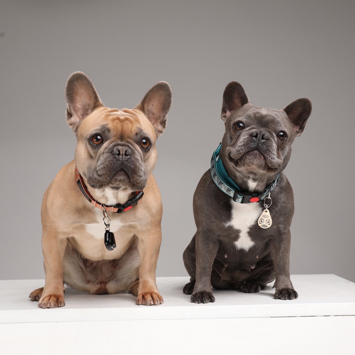 Flåter & Lopper, TICKLESS PET - 100% Giftfri