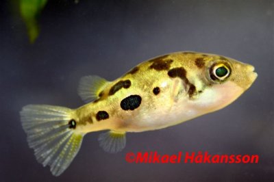 Kuglefisk, dværg