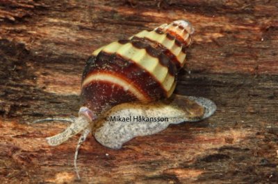 En Snegl - Helena snegl kravler på et stykke træ. Brandnavn: Foderboxen Skovlunde.