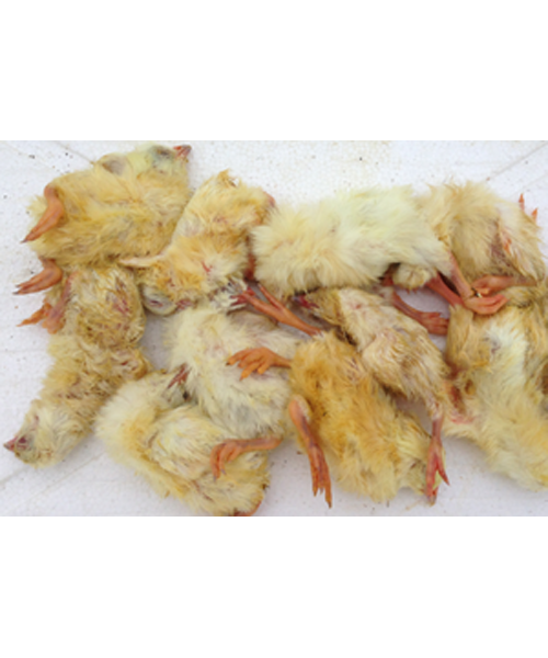 Frosne kyllinger - Vetboxen.dk