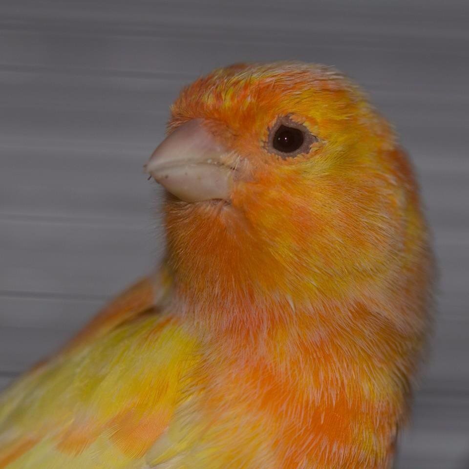 Nyt kæledyr - Nyt kæledyr, kanarier - Hvor kæledyr ville handle - Foderboxen.dk