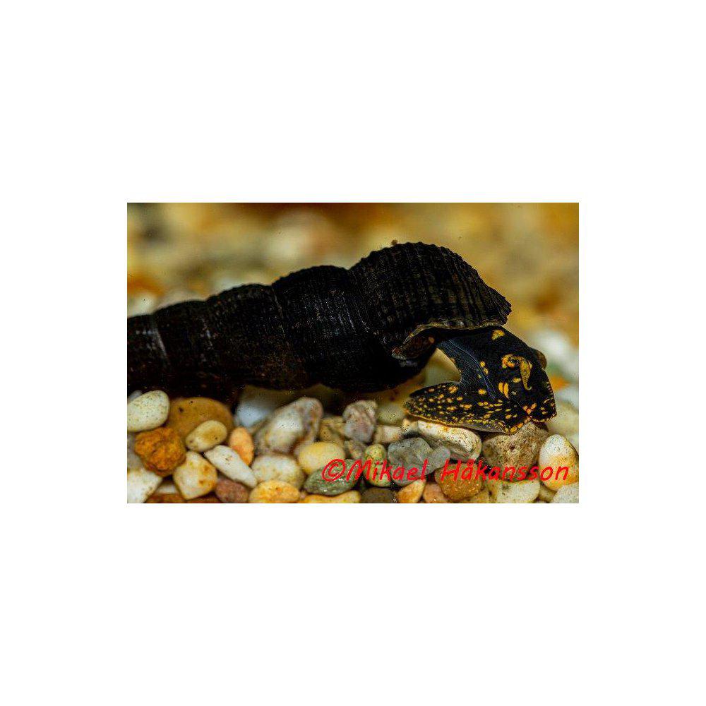 Snegl - Elefantsnegl gul eller himalaya