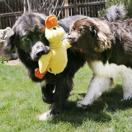 To hunde leger med en Kong XL Comfort Jumbo plysand.