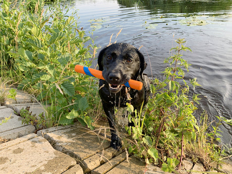 En sort hund med en Chuckit Ultra Fetch Stick (KastePind) 28cm lavet af slidstærkt materiale i munden.
