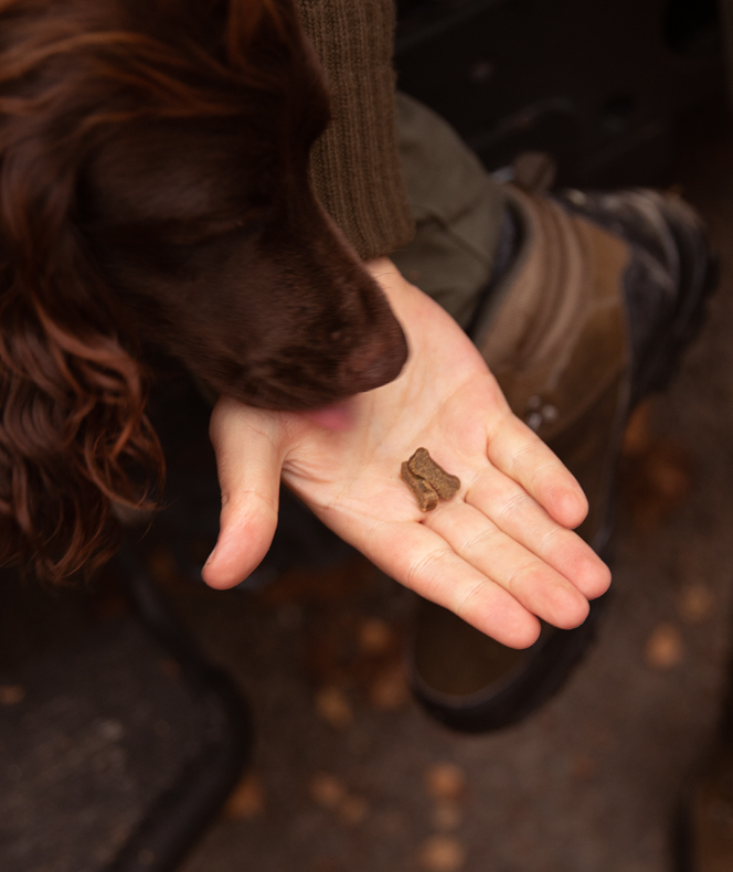 En persons hånd, der forsigtigt spænder en hunds pote, der holder Essential Salmon mini lækkerier - små bløde kornfri laksegodbidder 100g.