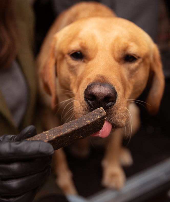 En hund, der leger med en pind i munden, nyder Essential ESSENTIAL fineste lamme- og vildtbarer (lam & hjort) - luksus godbidder!