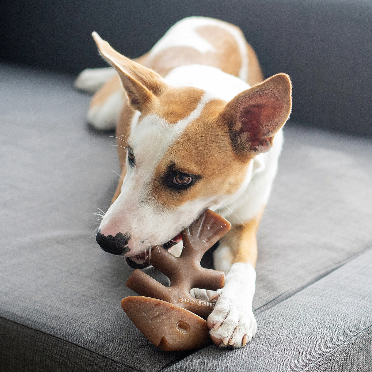 Tyggeben til hunde - Benebone Fishbone