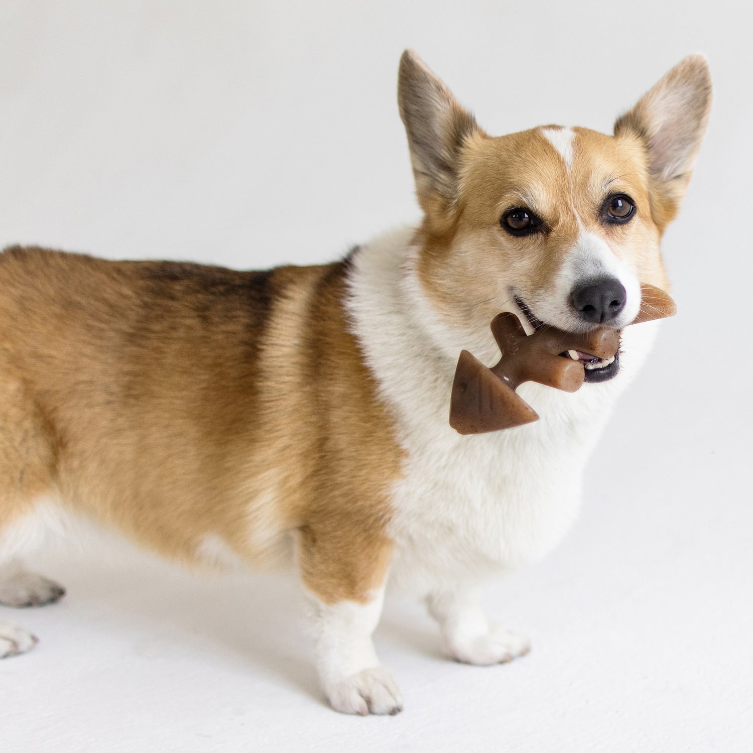 Tyggeben til hunde - Benebone Fishbone