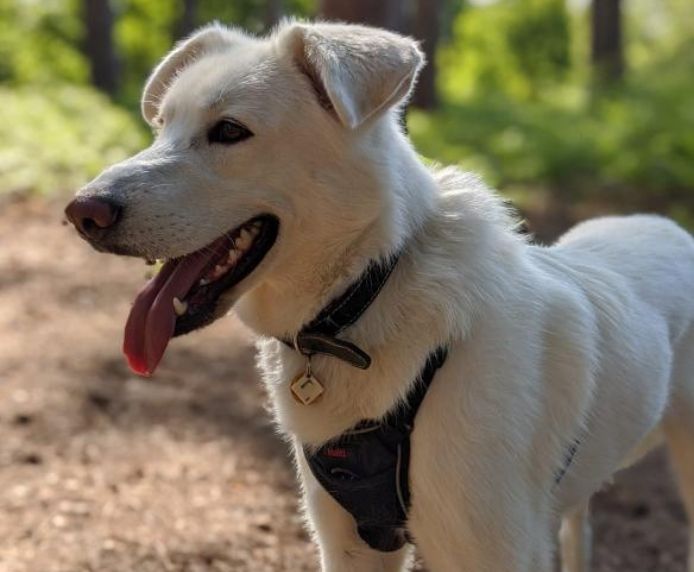 NO-PULL Harness, træningssele til hunde der trækker