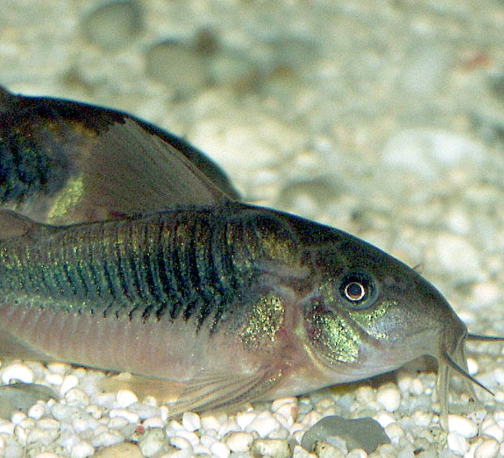 Pansermalle (metal / kobber)