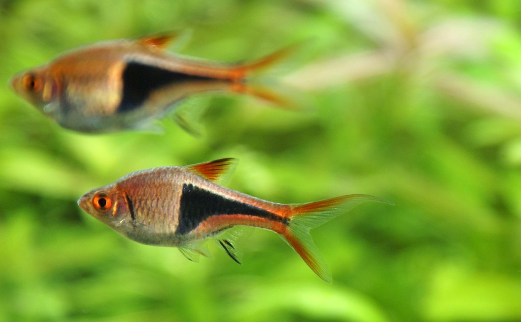 Kileplet Rasbora