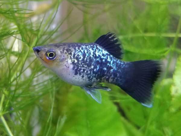 Platy Mix - Xiphophorus maculatus