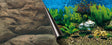Et billede af et ferskvandsakvarium med sten og planter, med en tosidet EBI Akvarie baggrund 60x30cm, 2 sider. Sten Eller Planter.