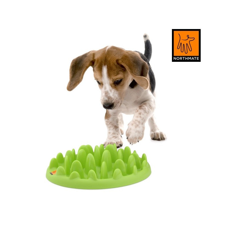 En hund leger med et grønt hundelegetøj, mens han bruger en Northmate Hunde og katte aktivitets mad og gufskål. Grøn Madskål.