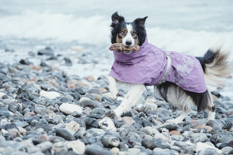 En sort og hvid hund iført en Hurtta Drizzle Raven (helårsjakke til de langhårede) sorterer regnfrakke på stranden i løbet af en regnskylne dag.