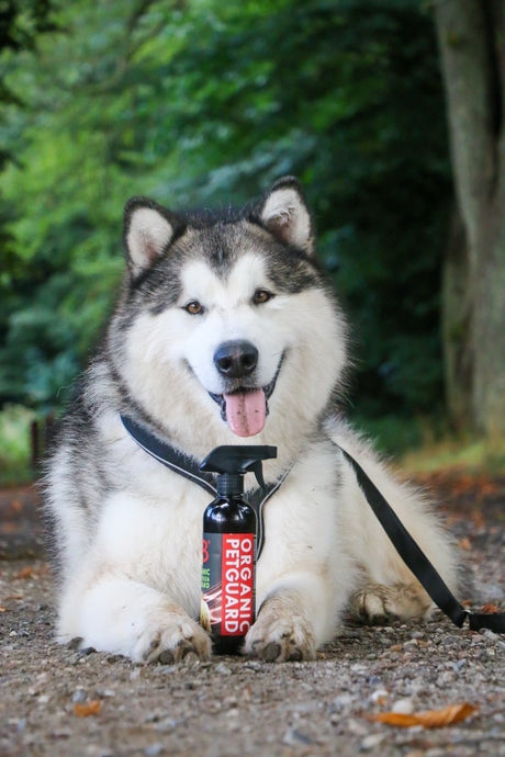 A B&B Økologisk plejemiddel mod utøj til dyr og omgivelserne flaske ses sammen med den venlige husky hund.