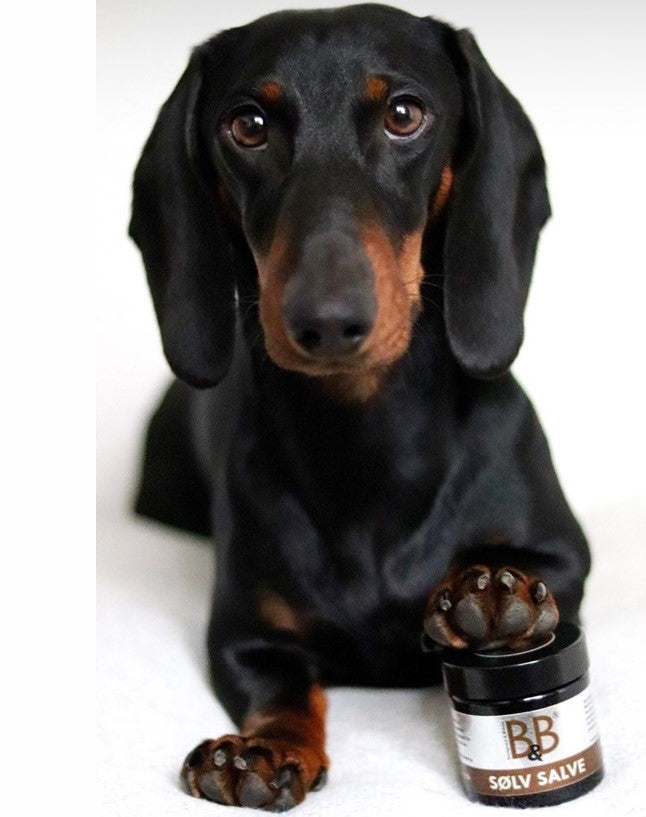 En gravhund, der ligger ved siden af en krukke B&B Økologisk hundefoder lavet med naturlige ingredienser.