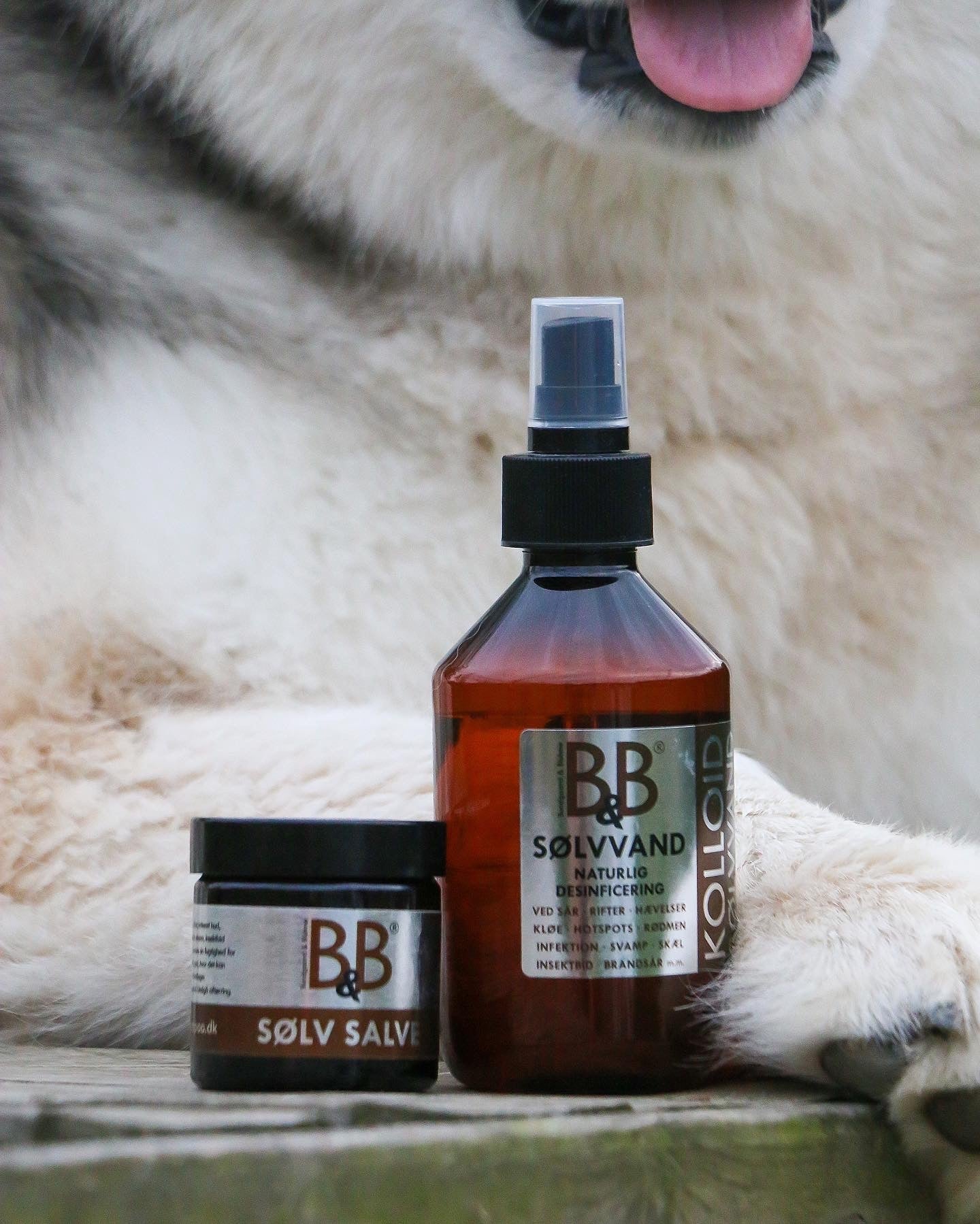 En hund ligger ved siden af en flaske B&B Sølvvand mod sår, rifter, hotspots, kløe, skæl, hævelse mm til hunde ved B&B Økologisk.