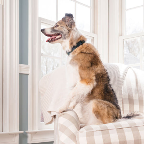 En hund, der fredeligt sidder på en stol foran et vindue, iført et Anti Gø halsbånd med spray fra PetSafe.