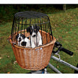 To hunde i en Trixie Cykelkurv til styret, natur flet bag på en cykel.