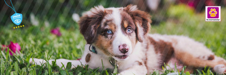 10 fejl mange begår med hund - og hvordan du undgår dem