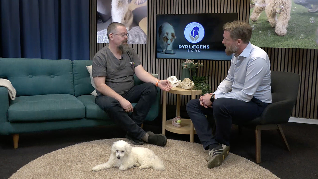 Dyrlægens Bord - Hvordan passer jeg bedst på min hunds tænder?