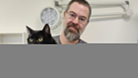 Dyrlægens Bord - Hvad bør jeg vide om min kats tænder?
