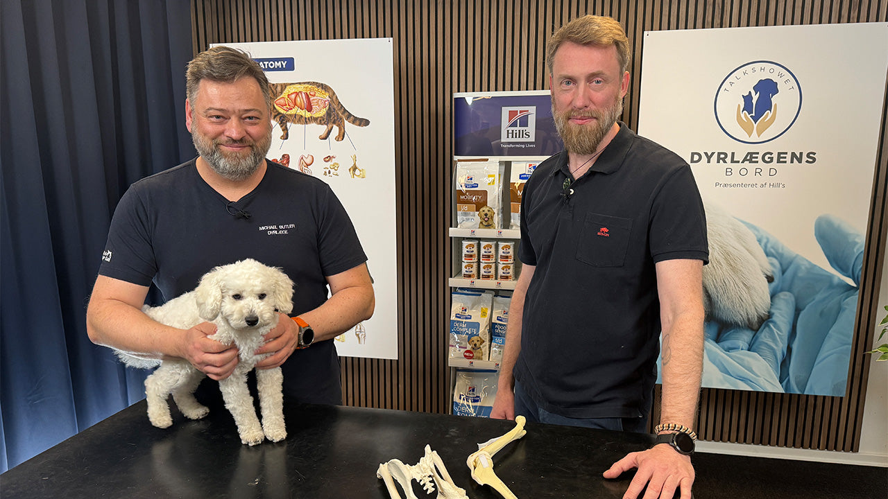 Dyrlægens Bord - Halter din hund? Eller vil du gerne vide hvordan du kan forebygge det?