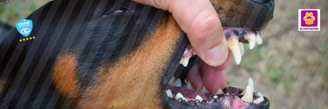 5 effektive tips til god mundhygiejne hos din hund