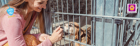 5 fordele ved at adoptere en hund
