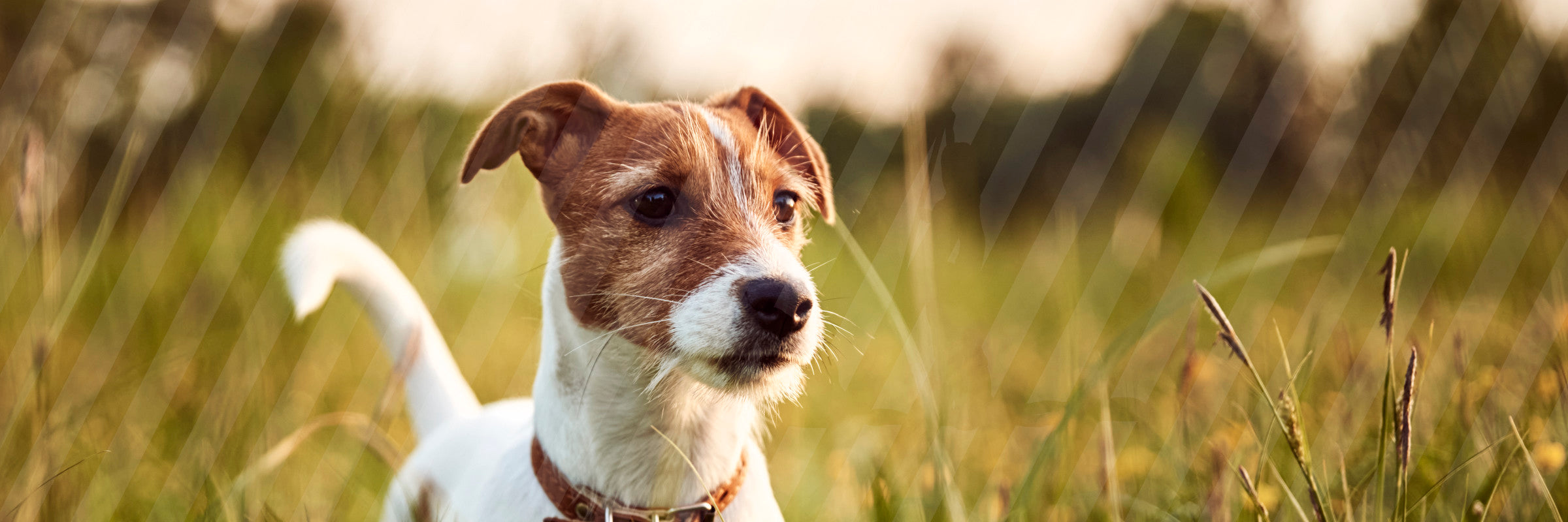 5 tegn på at din hund har lopper og hvad du gør ved det