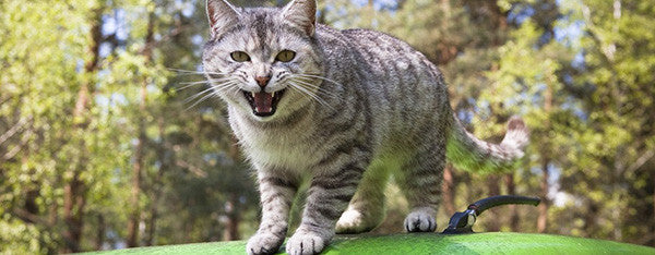 Gå væk kat - Hvordan holder jeg katte væk fra min have? – Os kæledyr.dk