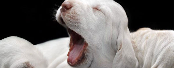 Vidste du at - Hunde fødes uden tænder?