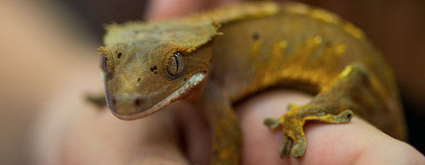 Pasningsvejledning for ny Kaledoniske Gekkoer (Kronegekko)