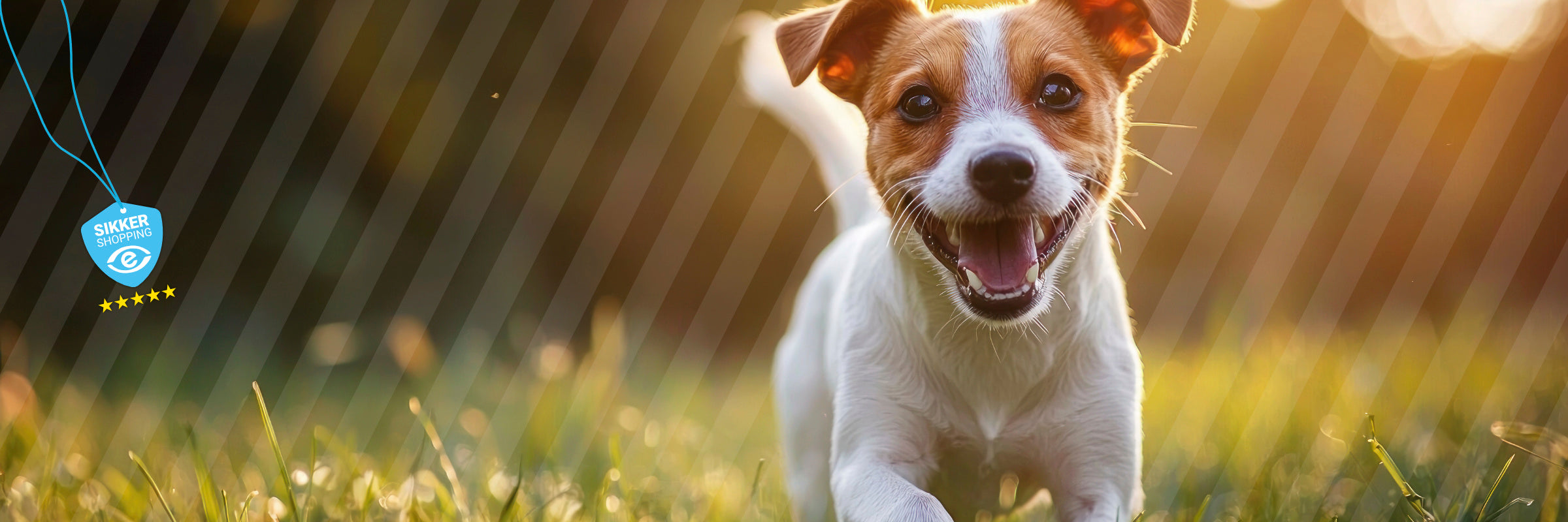 Allergi hos hund - det de fleste overser (og hvordan du undgår det)