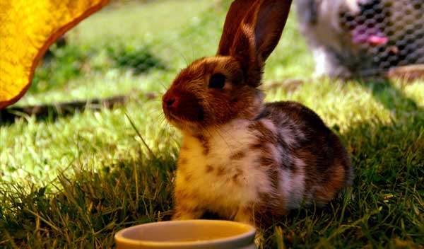 Alt hvad du bør vide om pasning af kaniner