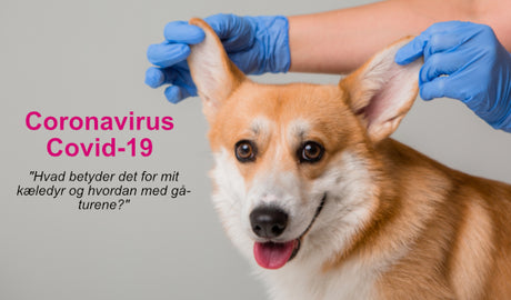 Coronavirus - Covid-19<br>Hvad betyder det for mit kæledyr og hvordan med gå-turene?