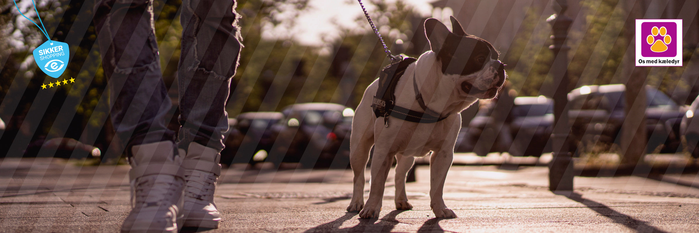 De bedste lejlighedshunde til bylivet