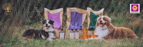 Derfor er Essential Foods blandt verdens bedste hundefoder