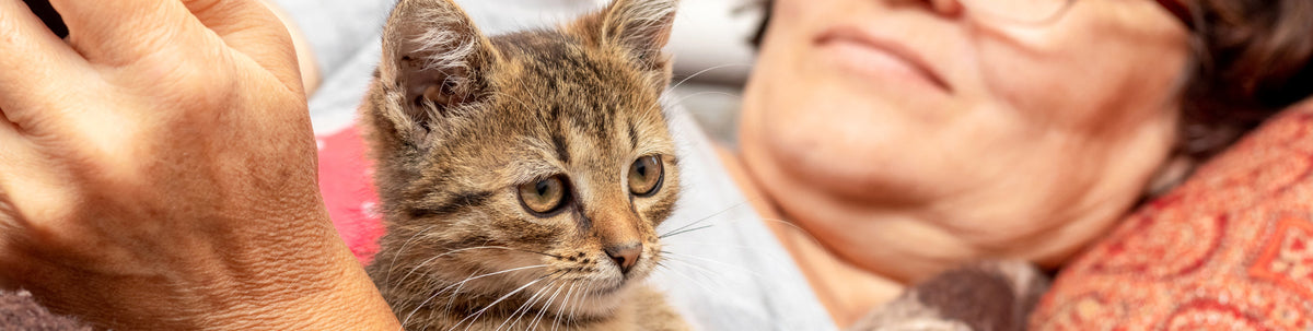 Din killings første år - den store guide til en god start 🐱