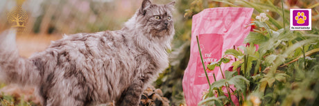 ESSENTIAL FOODS til kat – En komplet guide til sundhed i hver eneste bid