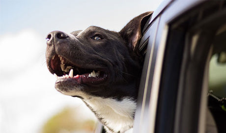 Er det lovpligtigt, at ens hund el. kat skal være spændt fast i bilen