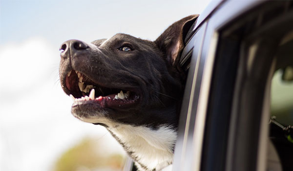 Guide til hund i bilen