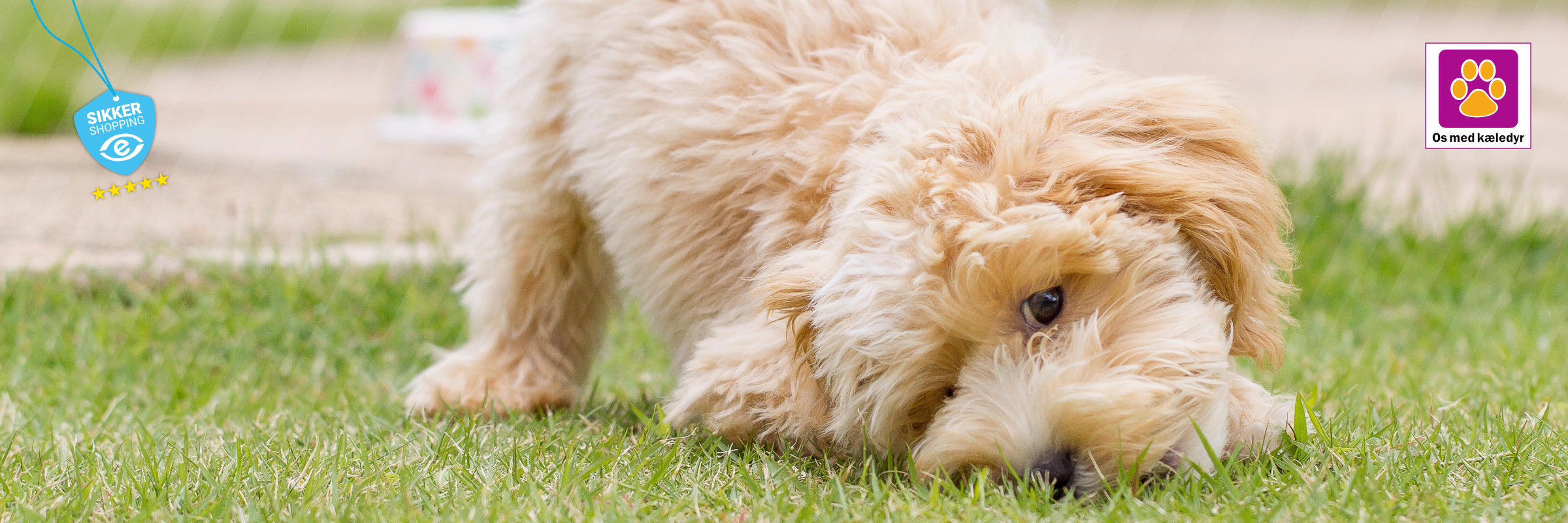 Er jeg klar til en hvalp?